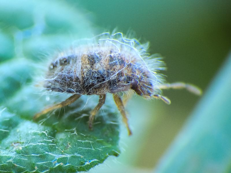 Pentatomidae Leach, 1815